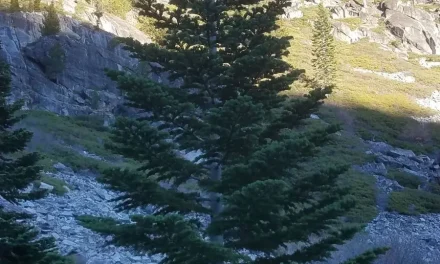 Christmas Tree Permits Eldorado National Forest Will be Available Online