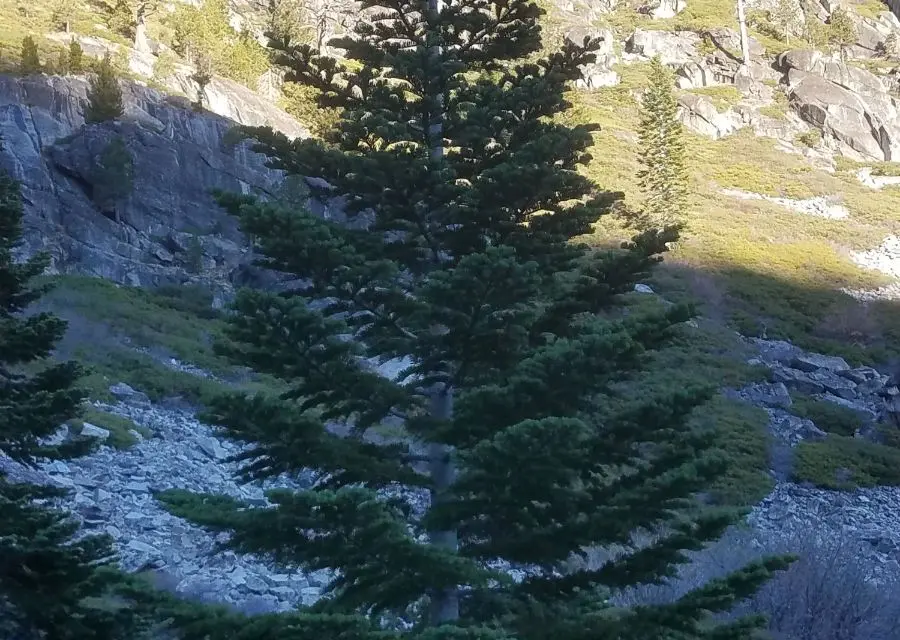 christmas-tree