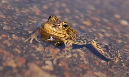 Sierra Nevada Yellow Legged Frog AND Granite Chief Wilderness Protected IN NEW Base-to-Base Gondola AGREEMENT