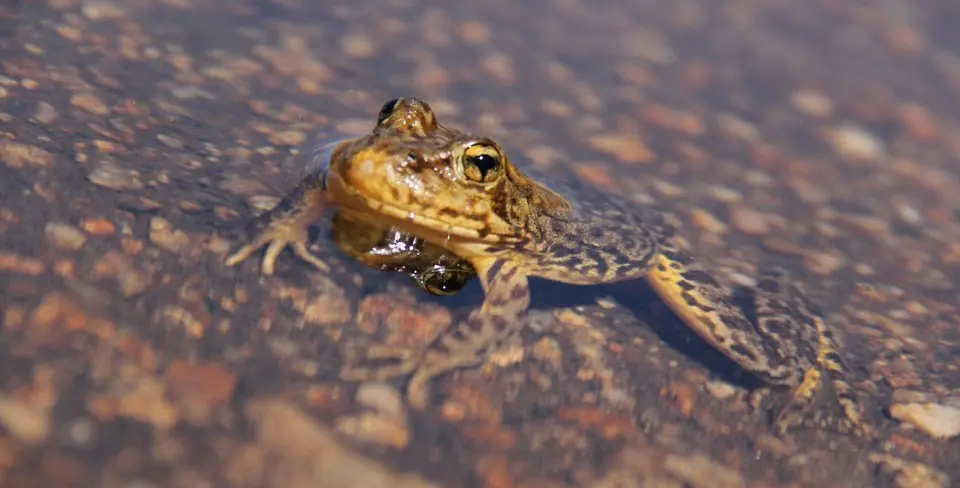 Sierra Nevada Yellow Legged Frog AND Granite Chief Wilderness Protected IN NEW Base-to-Base Gondola AGREEMENT