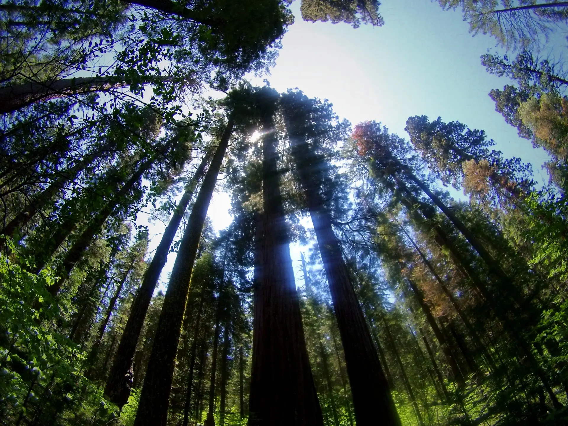 Calaveras Big Trees Sky line