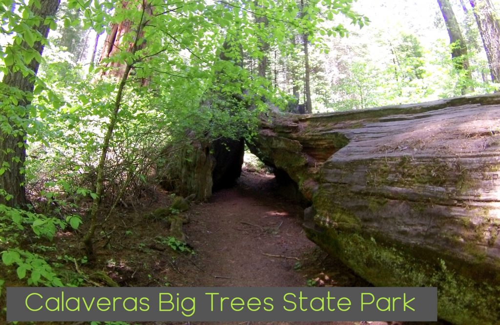 Calaveras big tree state park Header Sierra Rec Magazine