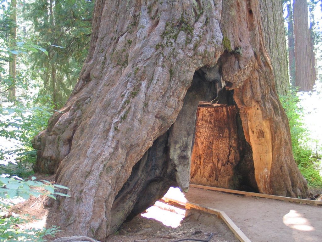 a large tree trunk