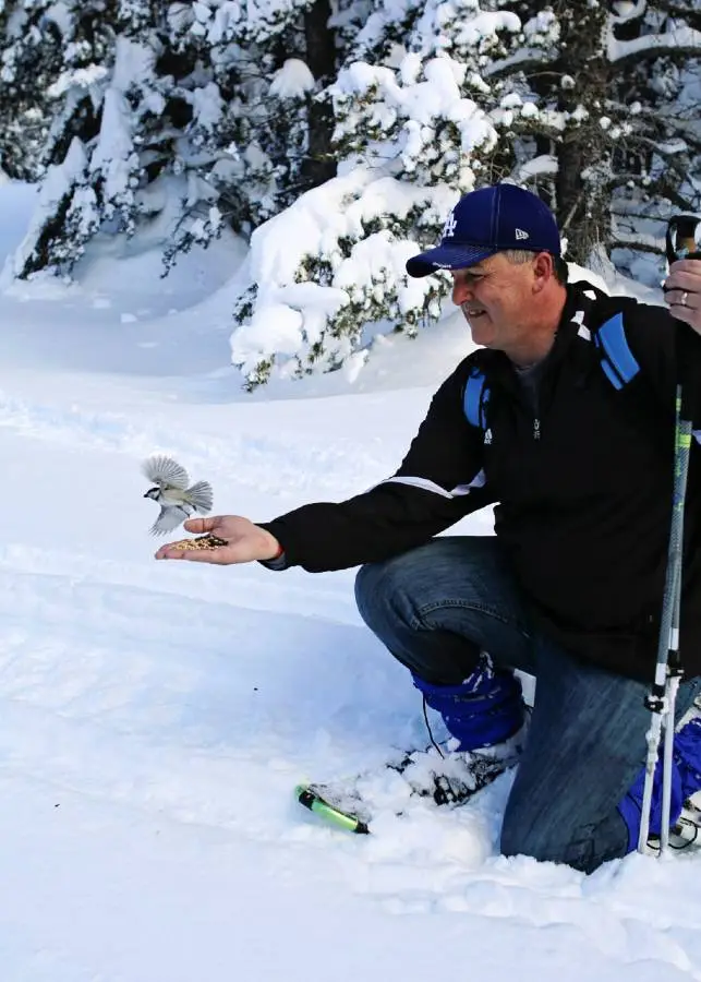 snowshow chickadee ridge tahoe