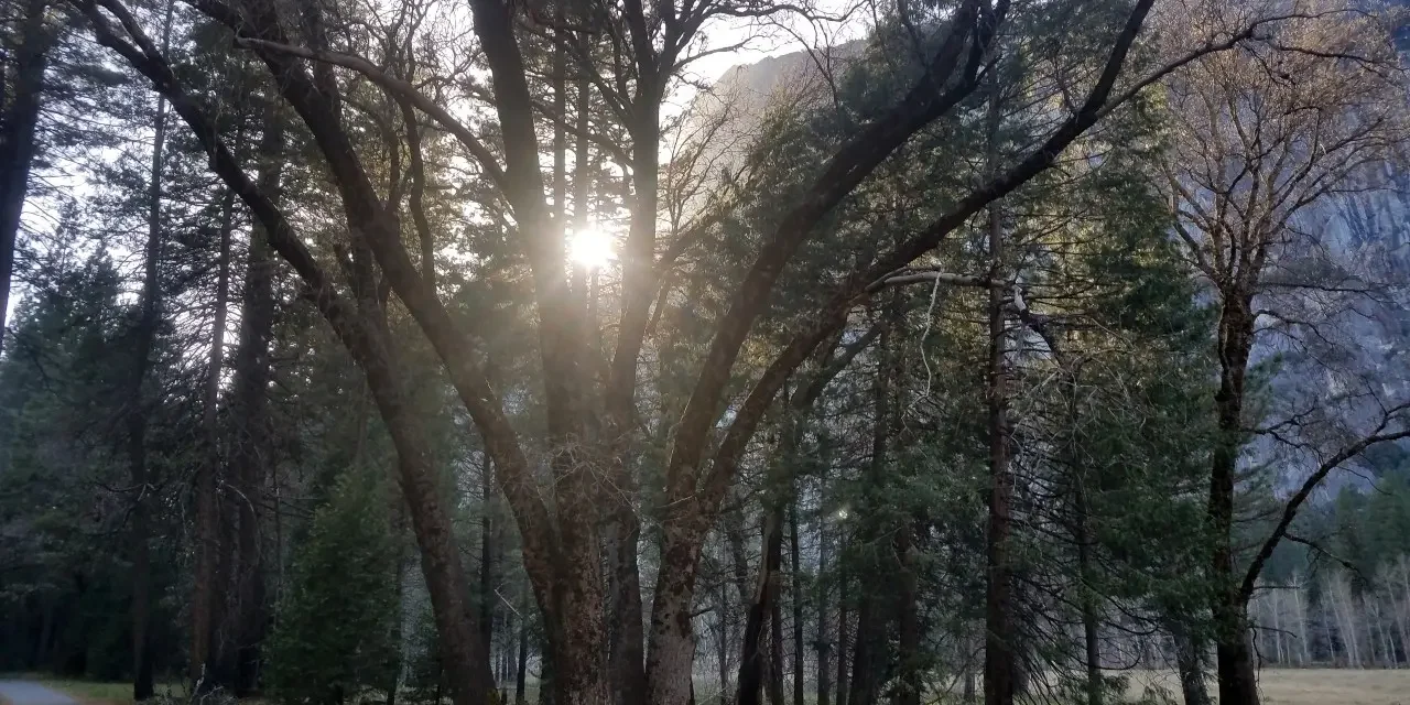 Mono wind Event Devastates Yosemite National Park