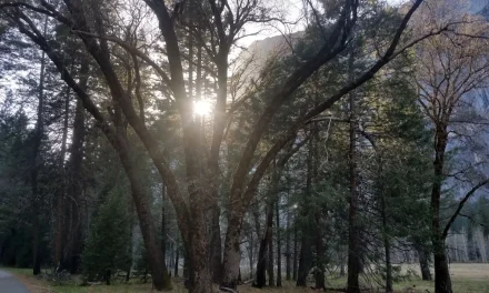 Veterans Day Celebrated with Free Parks Access in The Sierra