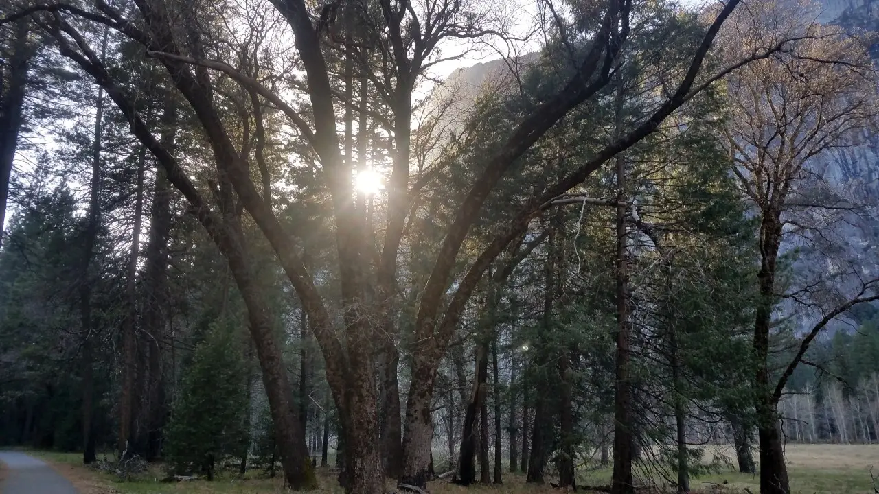 Yosemite Valley Sunlight Through the trees