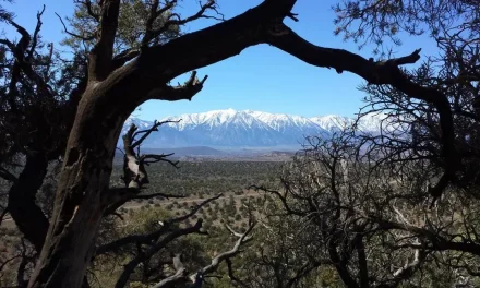 Carson Valley Trail Map for The New Pinyon Trail