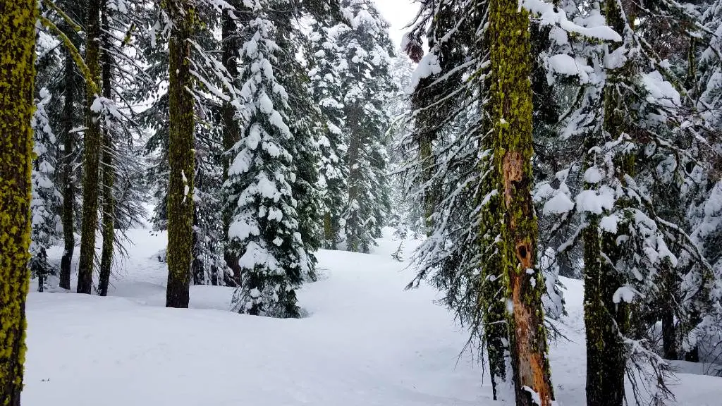 National Forests in California Prepare for Rain-on-Snow and Flooding Conditions into Next Week