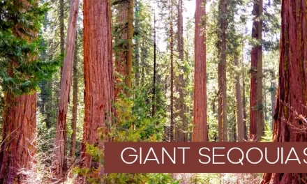Sequoia National Park Reopens Some Wilderness Travel