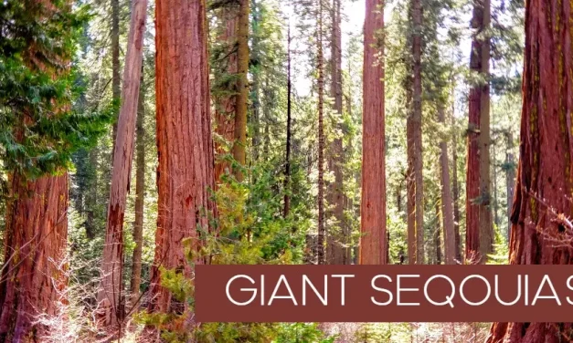 Sequoia and Kings Canyon National Parks Will Begin a Phased Increase of Recreational Access on June 4, 2020
