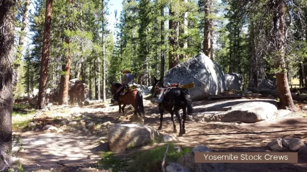 two people riding horses through the woods