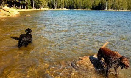 10 Best Pet-Friendly Sierra Nevada Campgrounds (You and Your Dog Will Love)