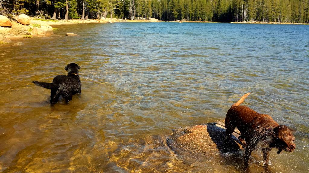 10 Best Pet-Friendly Sierra Nevada Campgrounds (You and Your Dog Will Love)