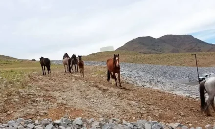 Bureau of Land Management California offers saddle-trained wild horses for adoption