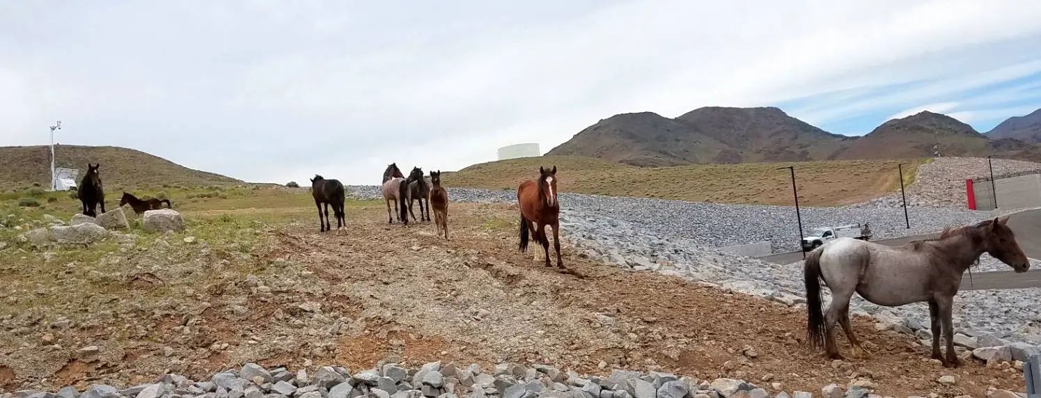 horses are walking along a gravel road near mountains