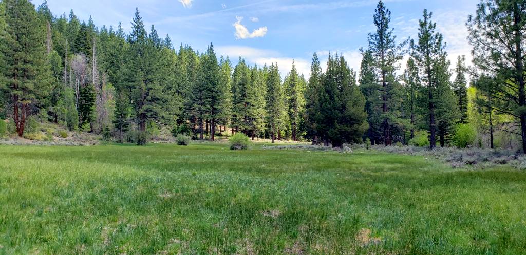 a grassy field with trees and grass in the background