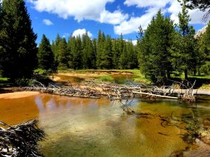 a river runs through a forest with trees and rocks