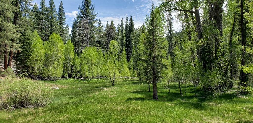 a grassy field with trees and grass in the background