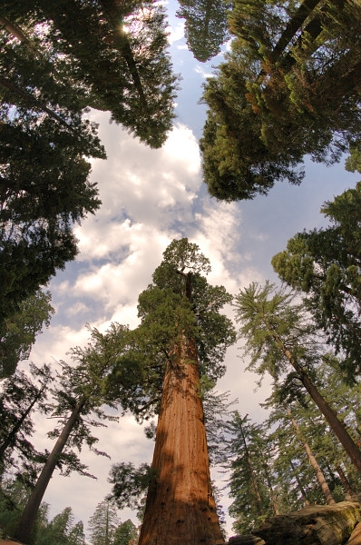 Kings Canyon National Park Begins Big Stump Trail Improvements