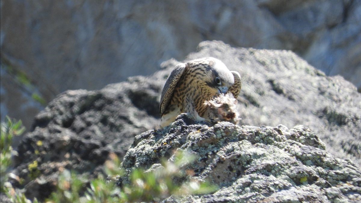Pergrin falcon image Tahoe Fund Tahoe Basin fseprd786880