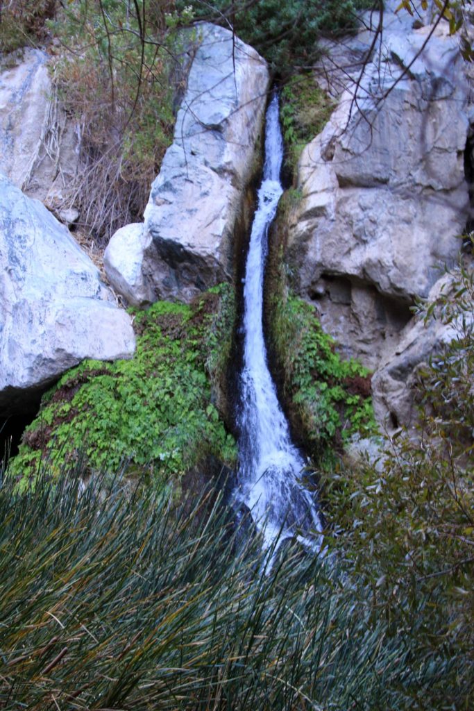 Darwin fall
