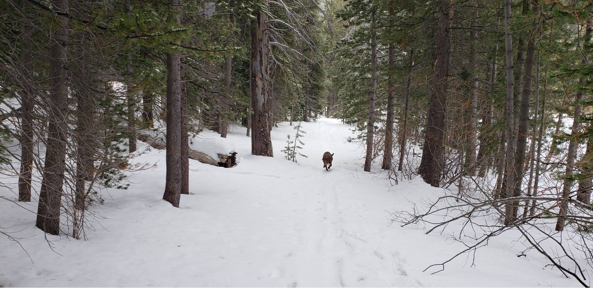 Spooner Snowshow dog