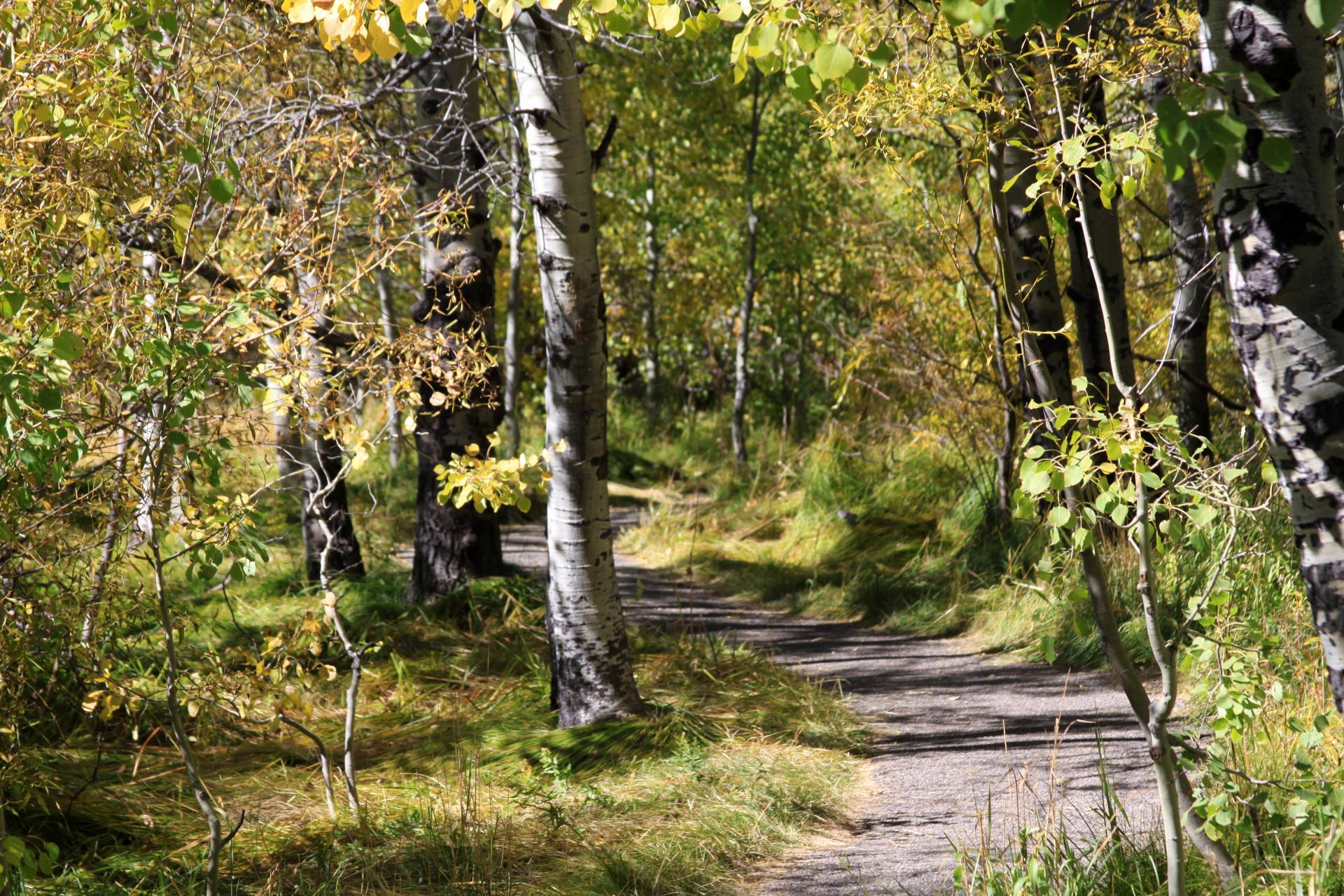 Summer programs return to Taylor Creek Visitor Center and Lake of the Sky Amphitheater!