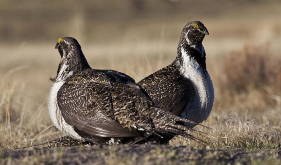 THE BUREAU OF LAND MANAGEMENT BEGINS EVALUATION OF PLANS FOR SAGE-GROUSE CONSERVATION