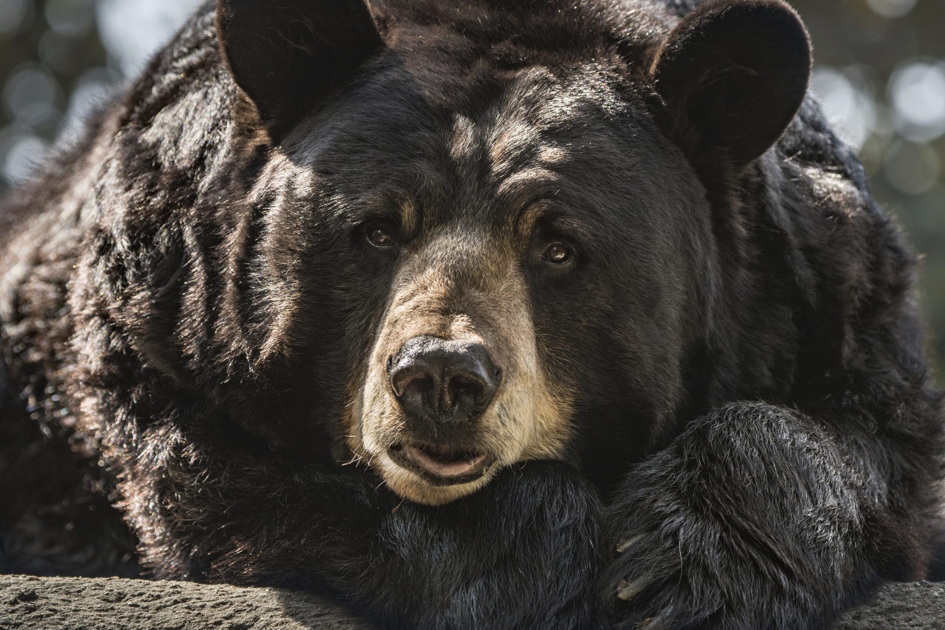 500lb Hank The Tank Bear in South Lake Tahoe in need of Rescue