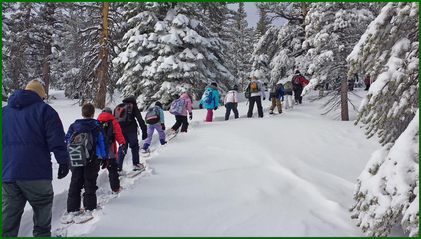 a small stream in the woods with trees and grass