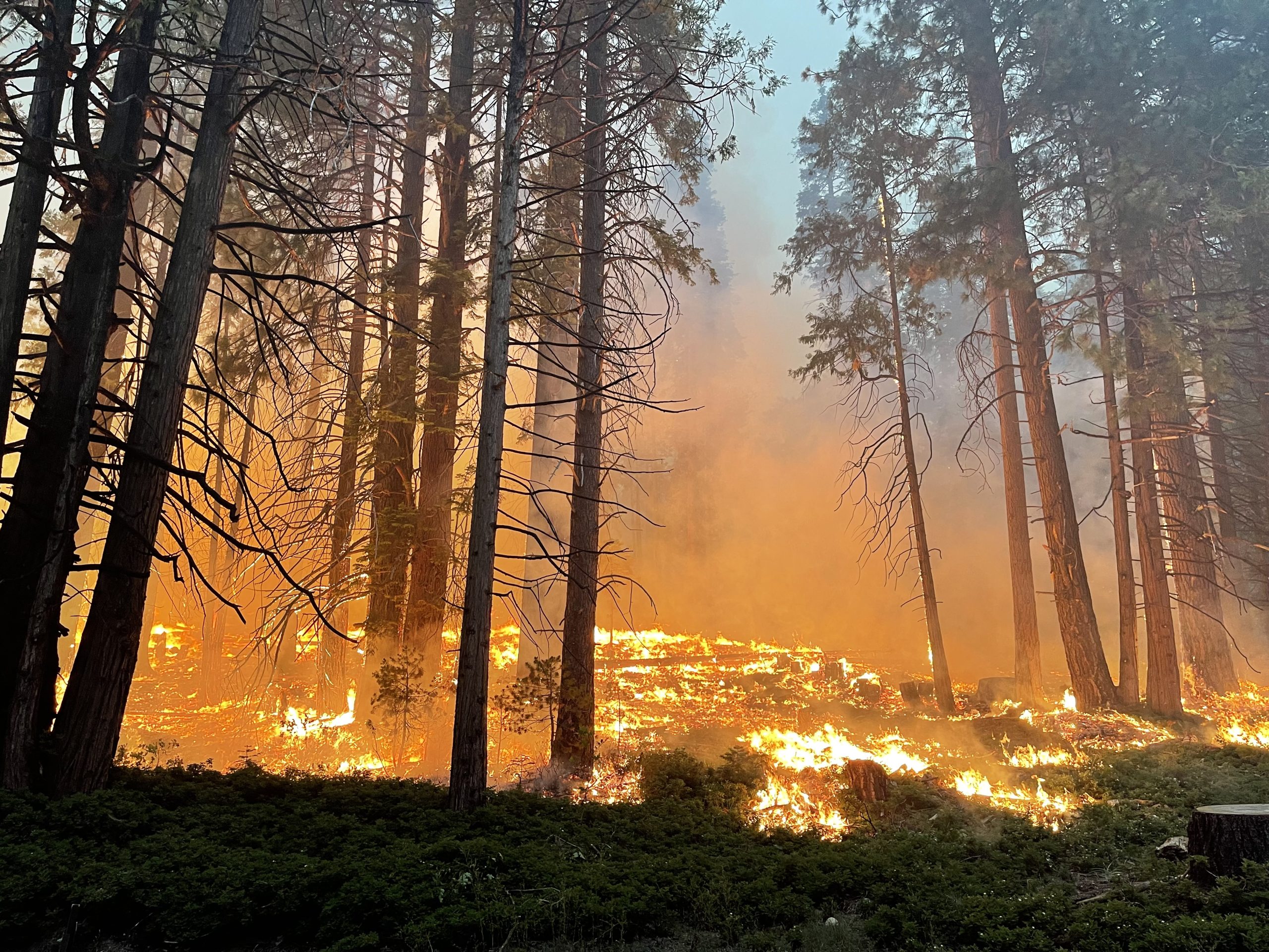 The Preventive First Aid That is Saving Mariposa Grove from the Washburn Fire