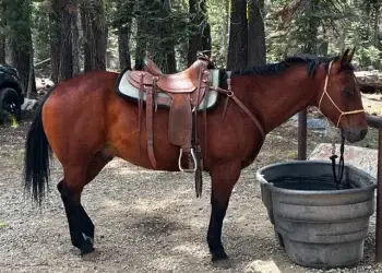 Saddles horse