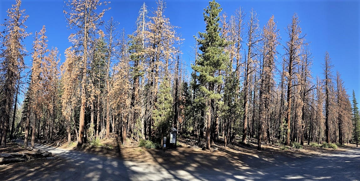 Roads and trails to Inyo Craters temporarily closing for hazard tree removal 