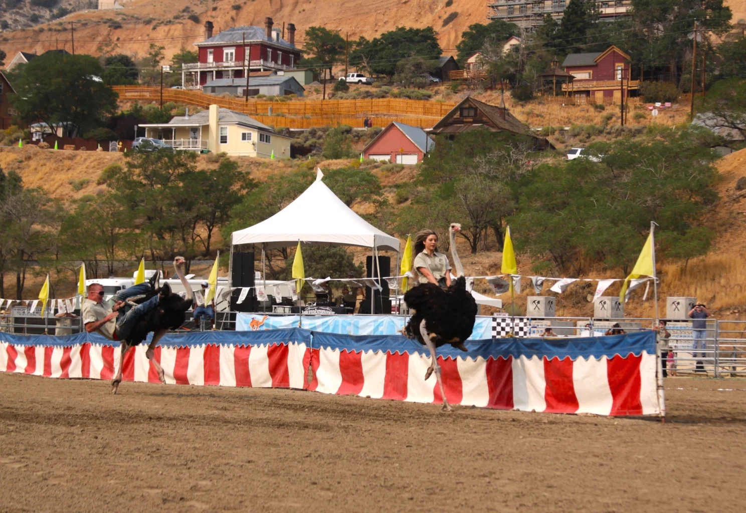 Ostrich in Virginia City