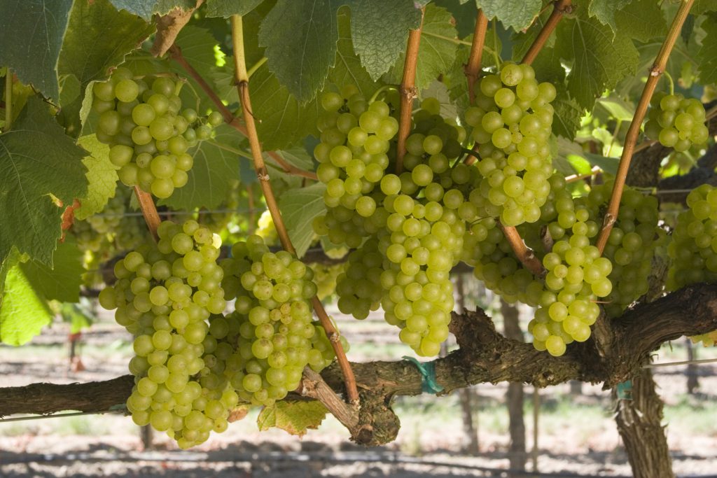 The Grapes Are Calling