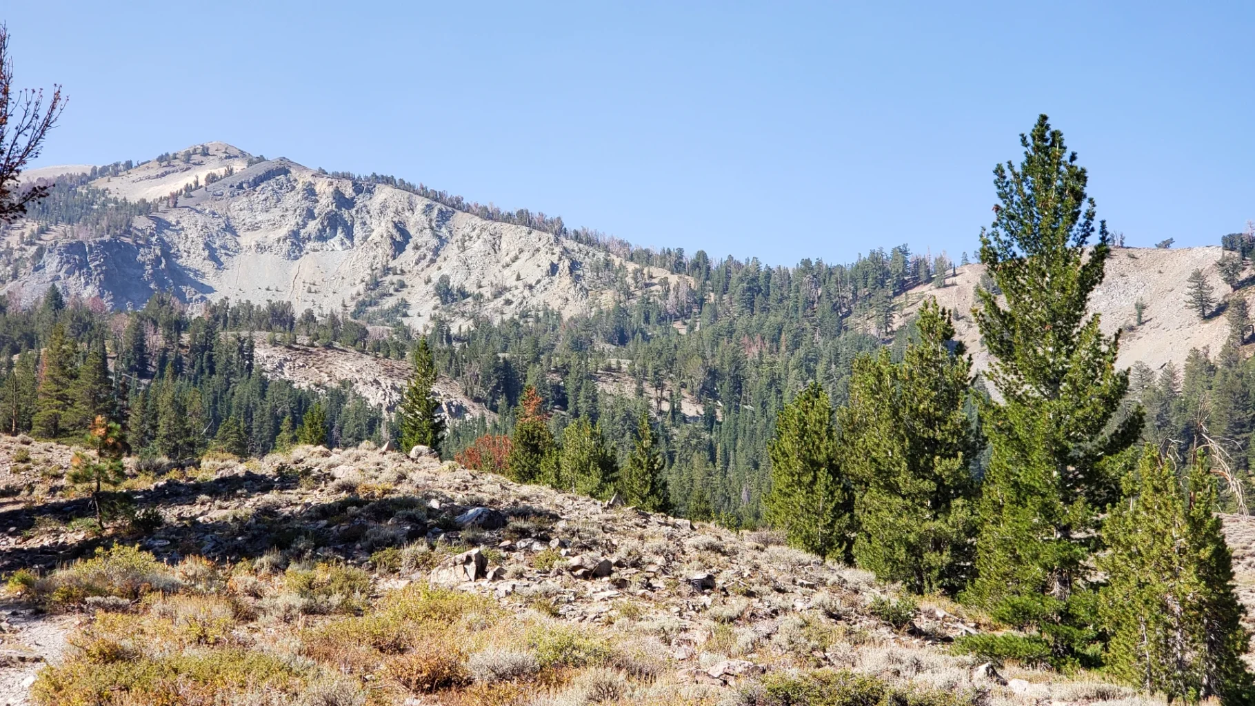 High Desert Mountain Sage forest