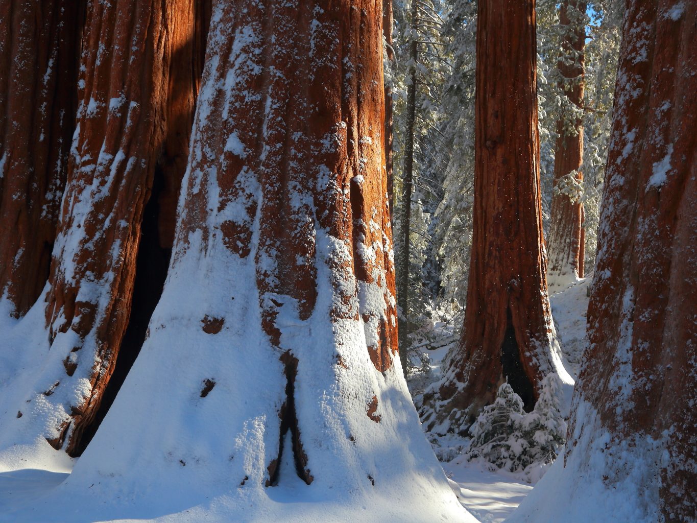Giant Sequoias with snow