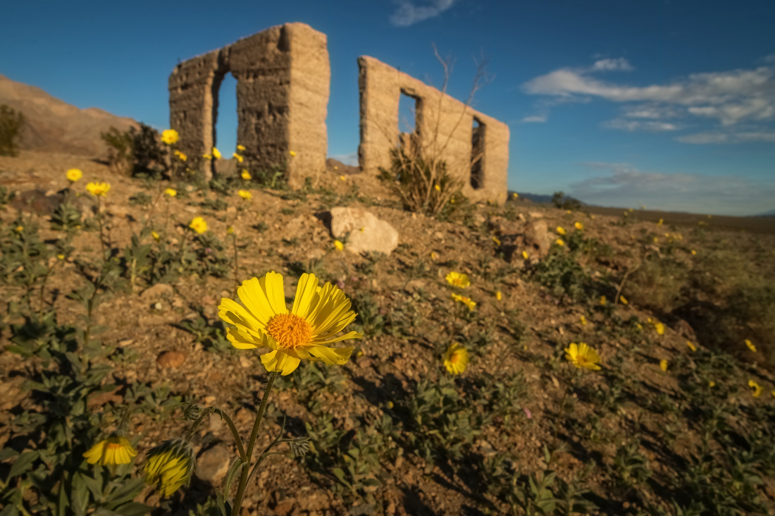 Desert gold blooms in January near the ruins of Ashford Mills.