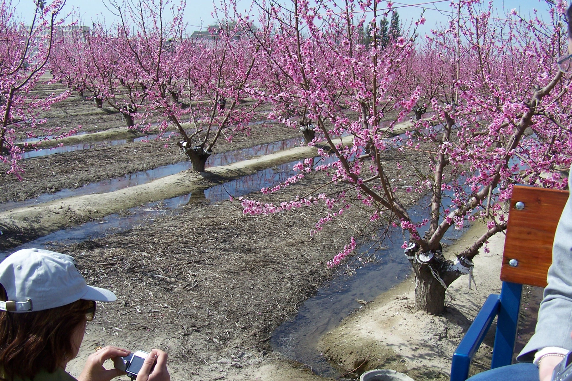 Almond Blossom
