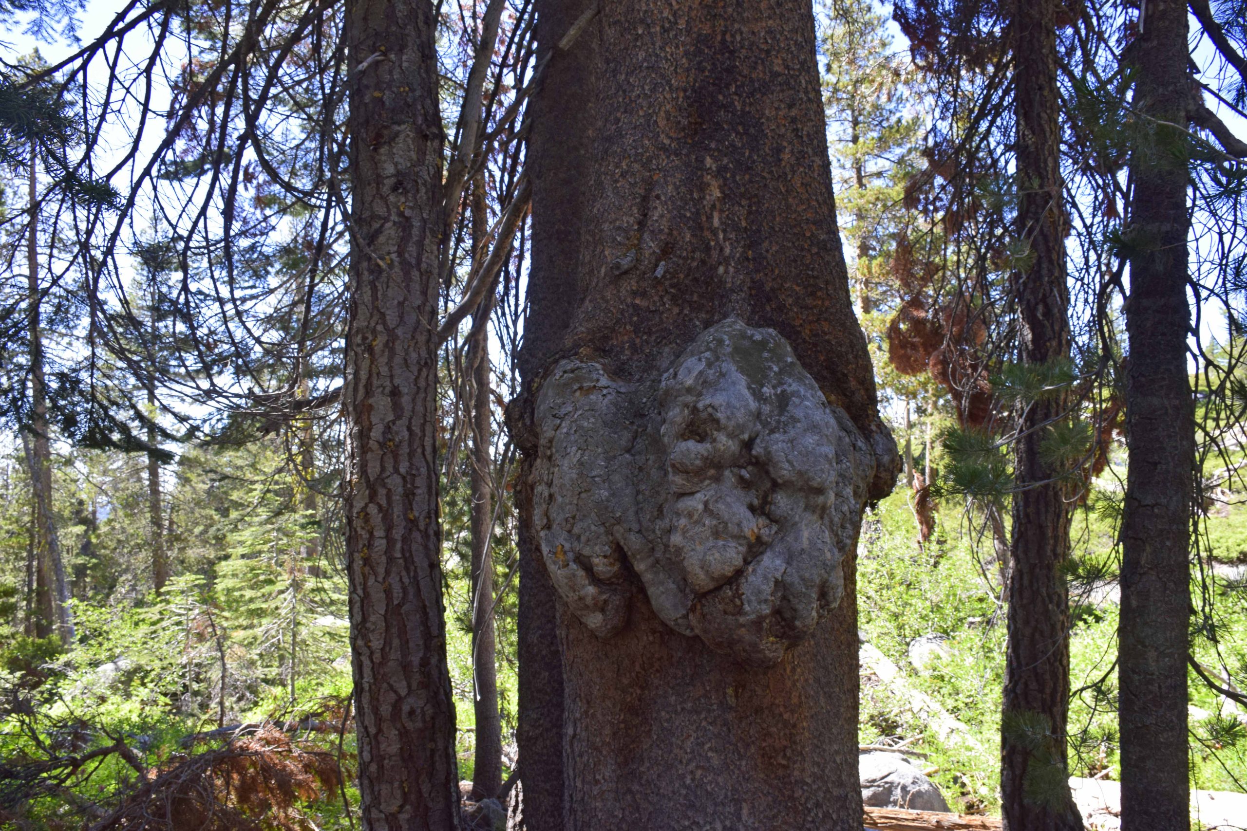 Unusual Wilderness Discoveries