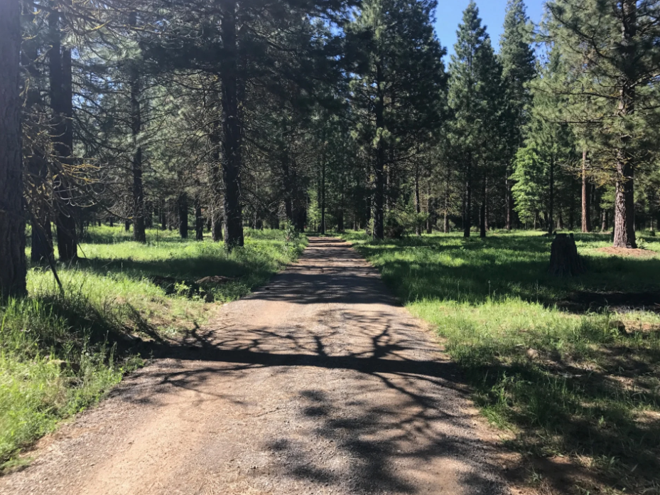 Dirt road through the forest