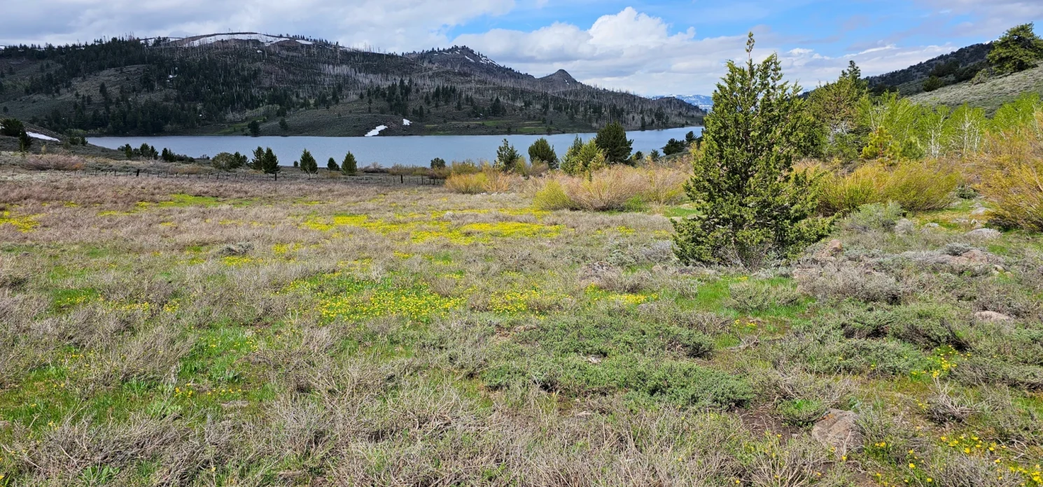 wildflowers Heenan lake