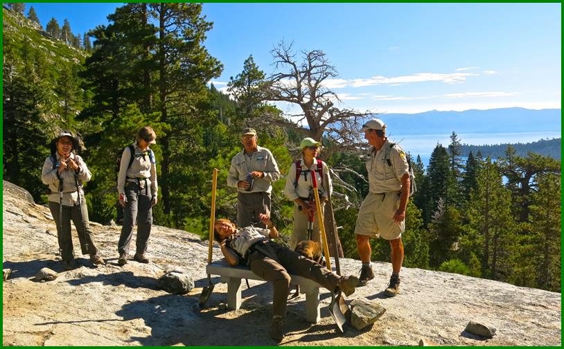 a black bear is eating grass in the grass