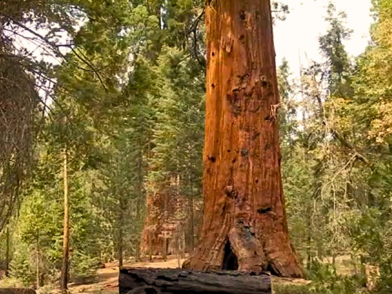 Trail of 100 giants sequoia