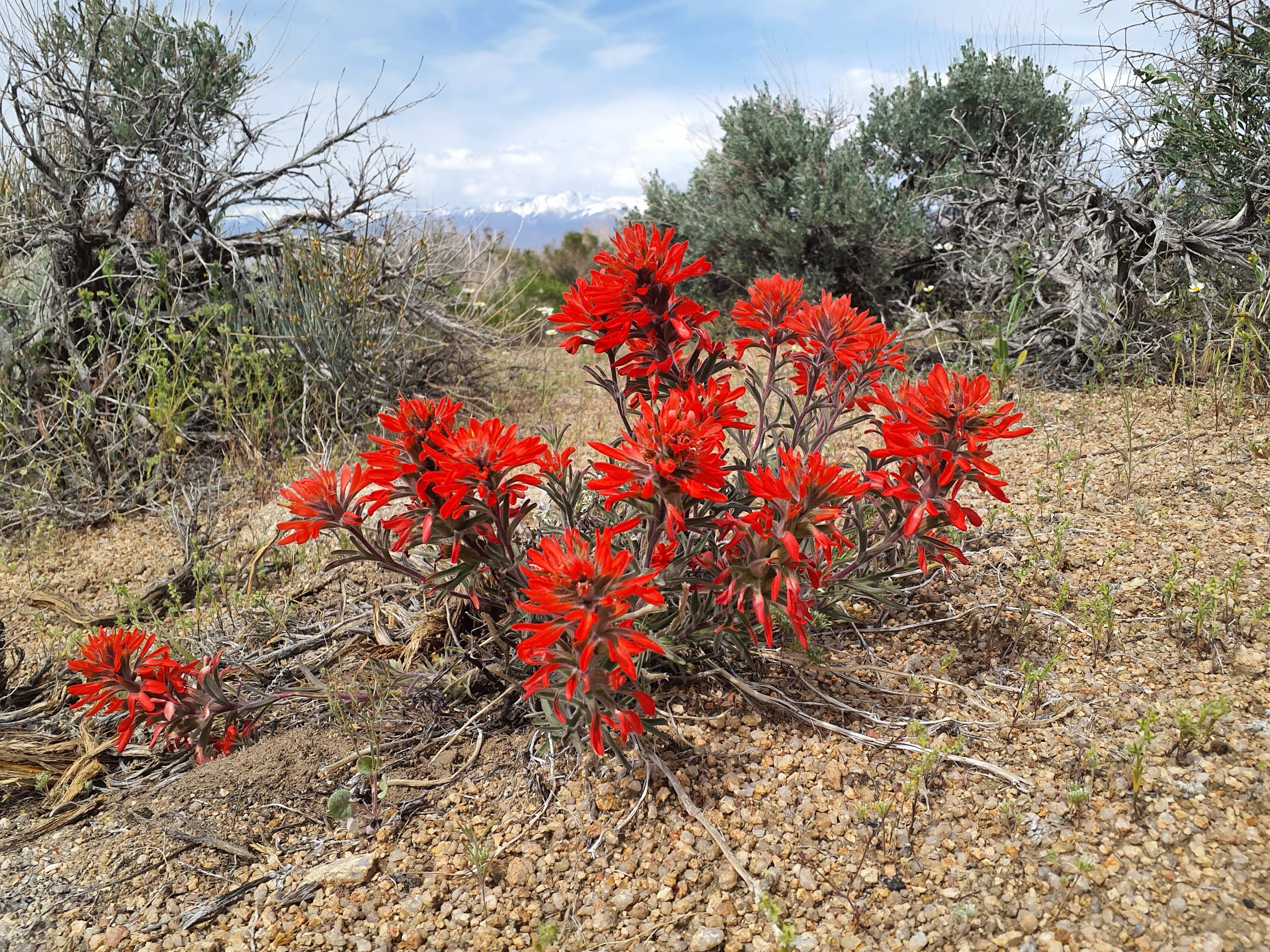 Inyo National Forest to host Wildflower Walks