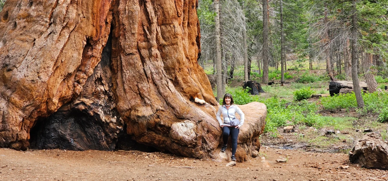 Sequoia trees Trail of 100 giants