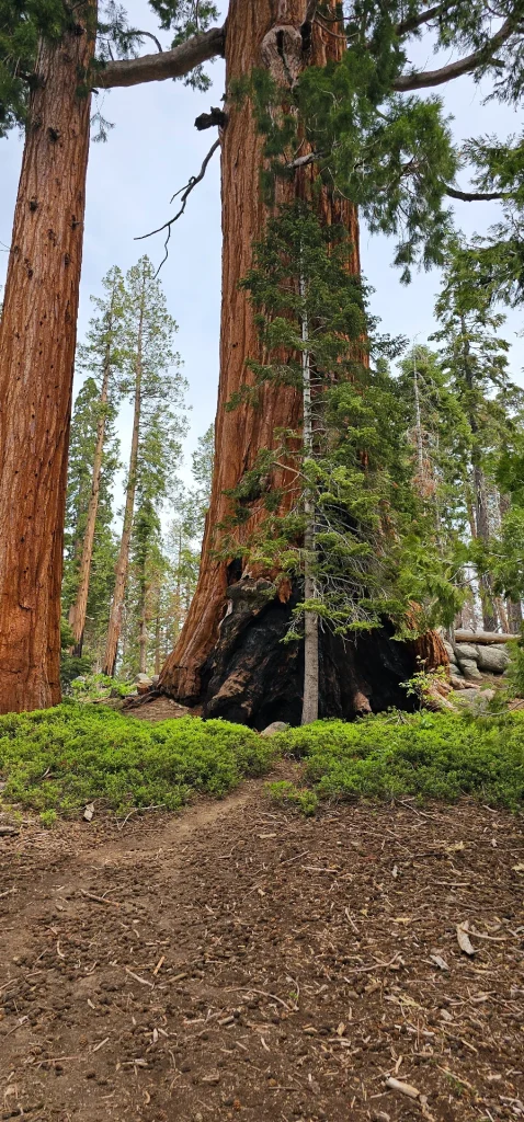 Sequoia trees Trail of 100 giants
