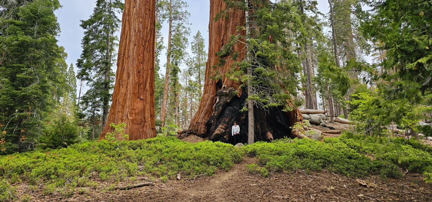 Sequoia trees Trail of 100 giants