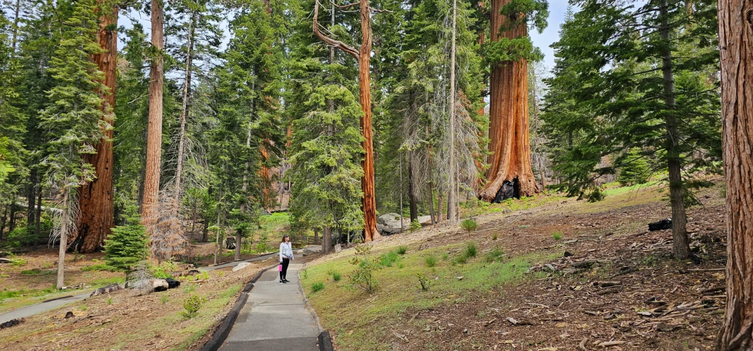 Sequoia trees Trail of 100 giants